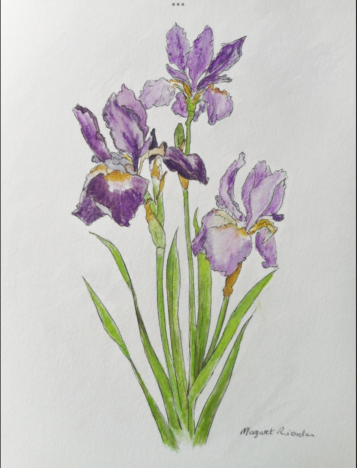 Iris