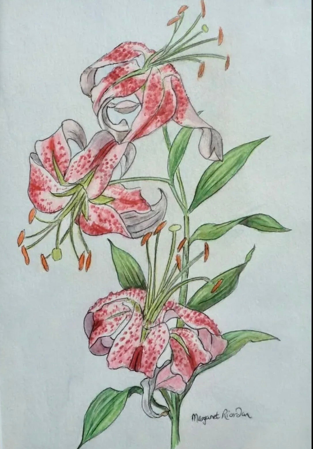 Oriental Lily