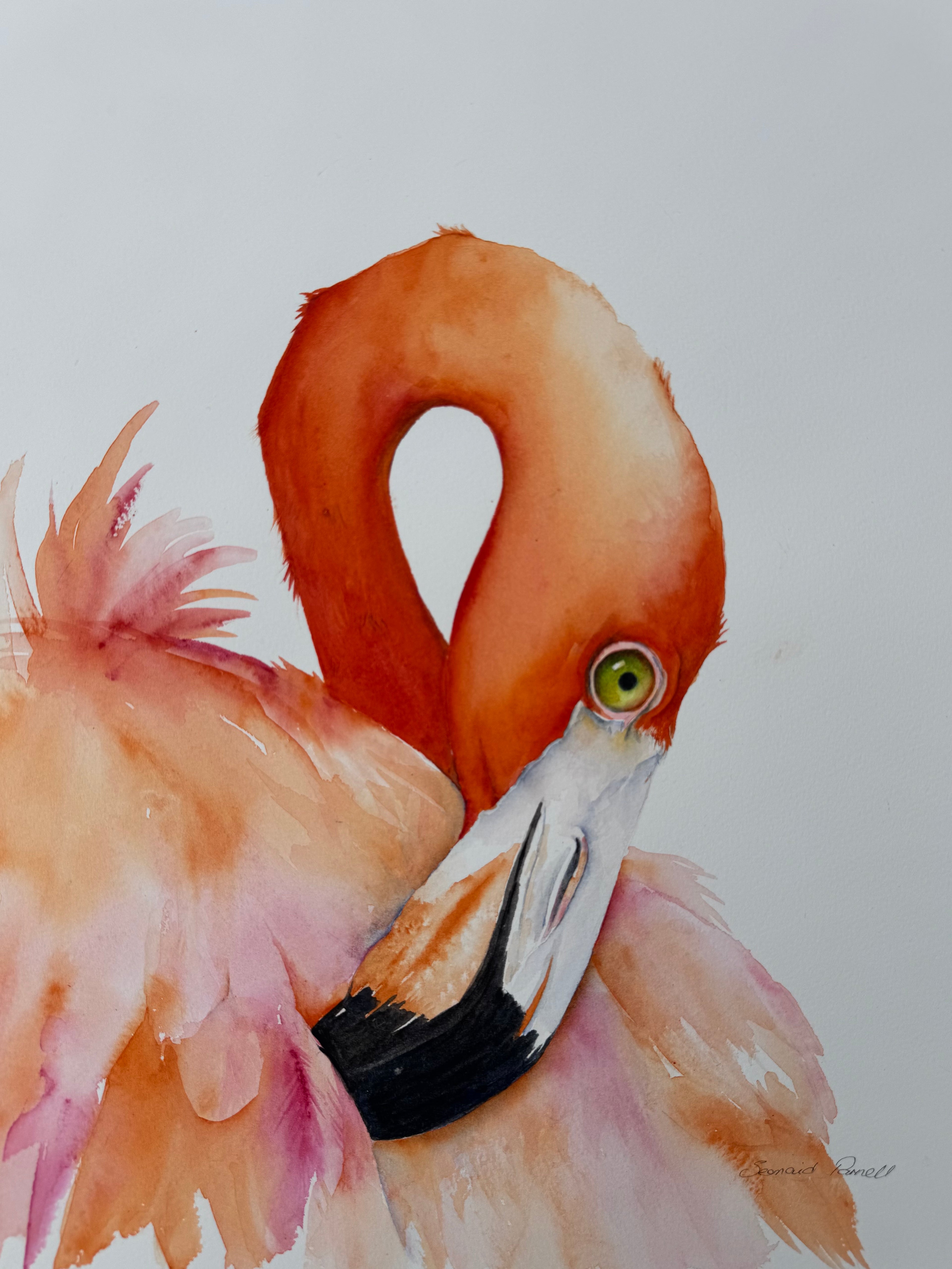 Pretty Flamingo
