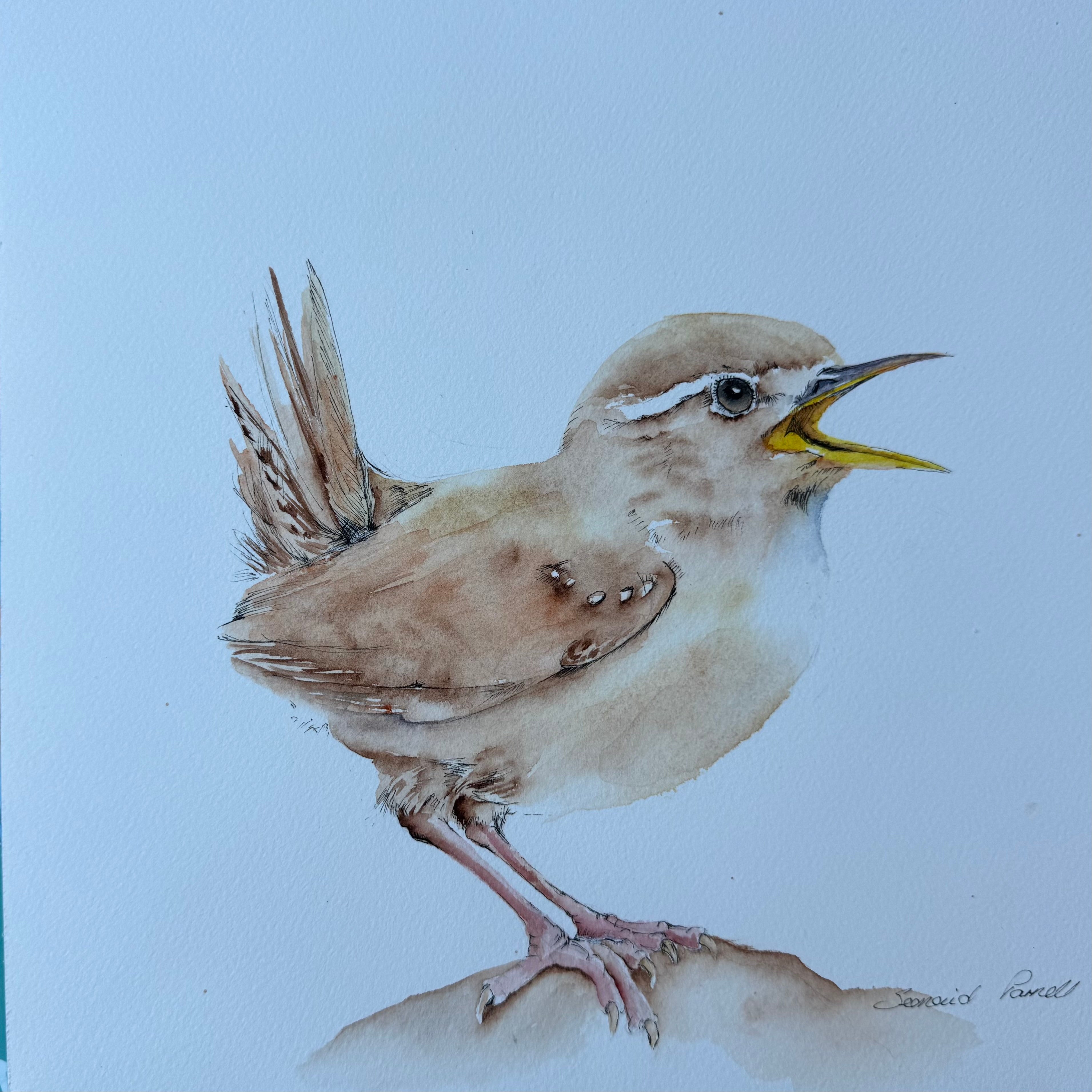 Baby Wren