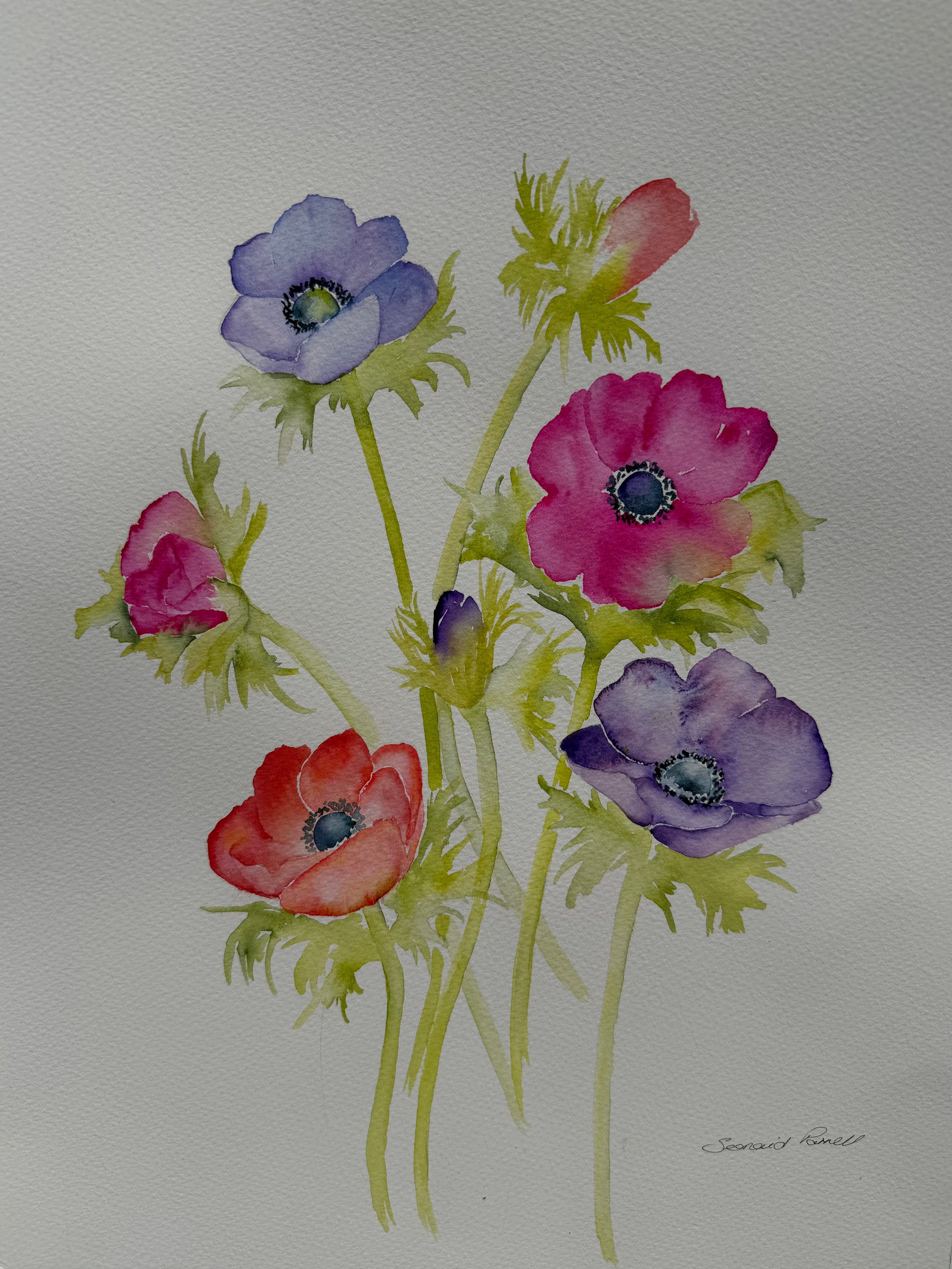 Anemone Joy