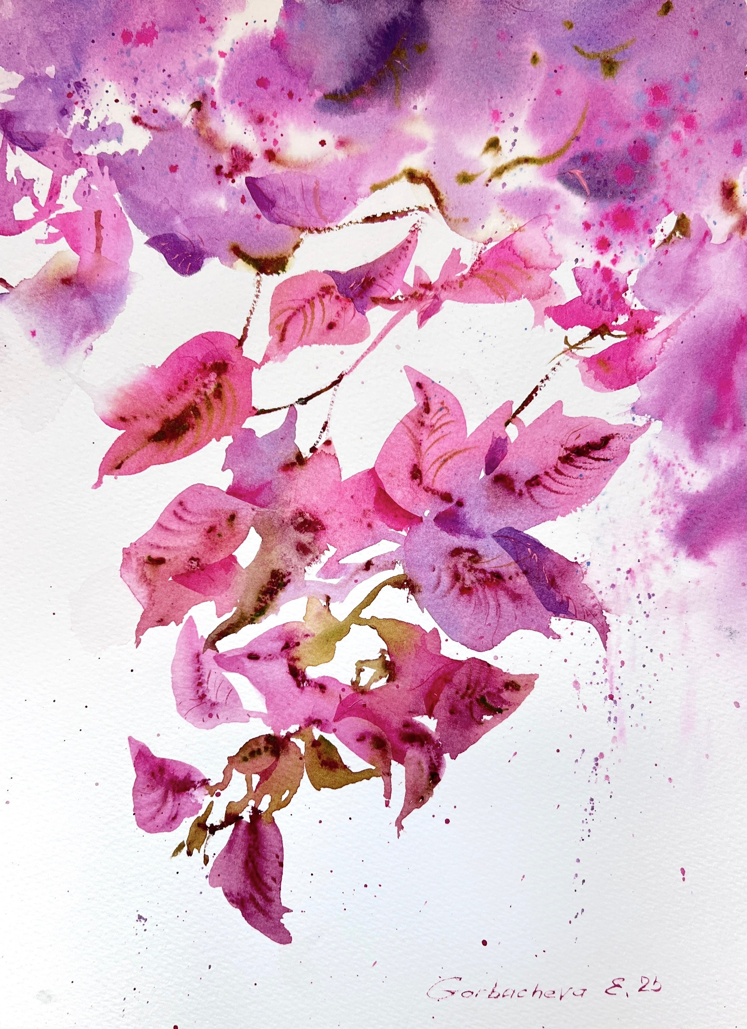 Bougainvillea Dream