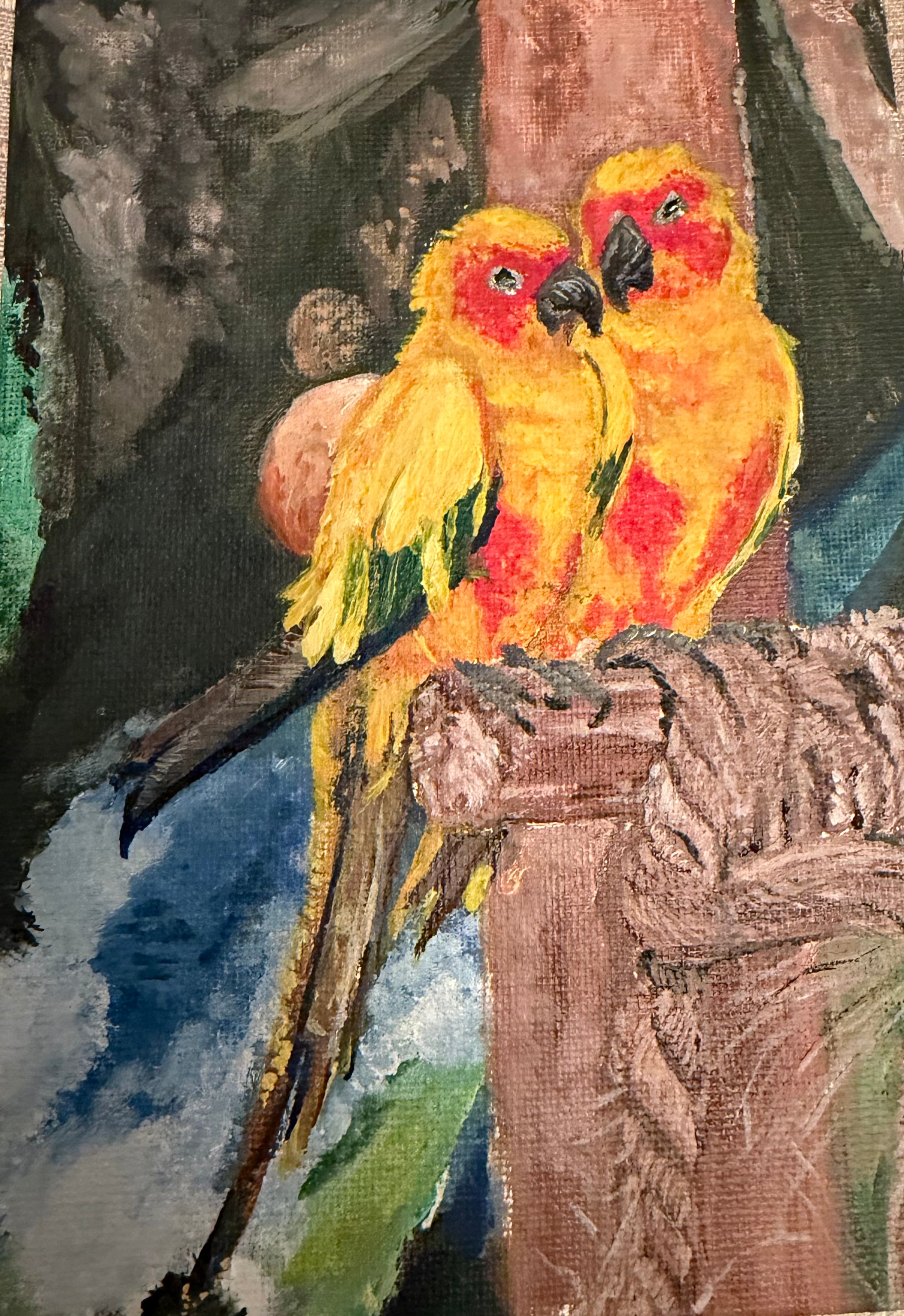 Sun conure love bird