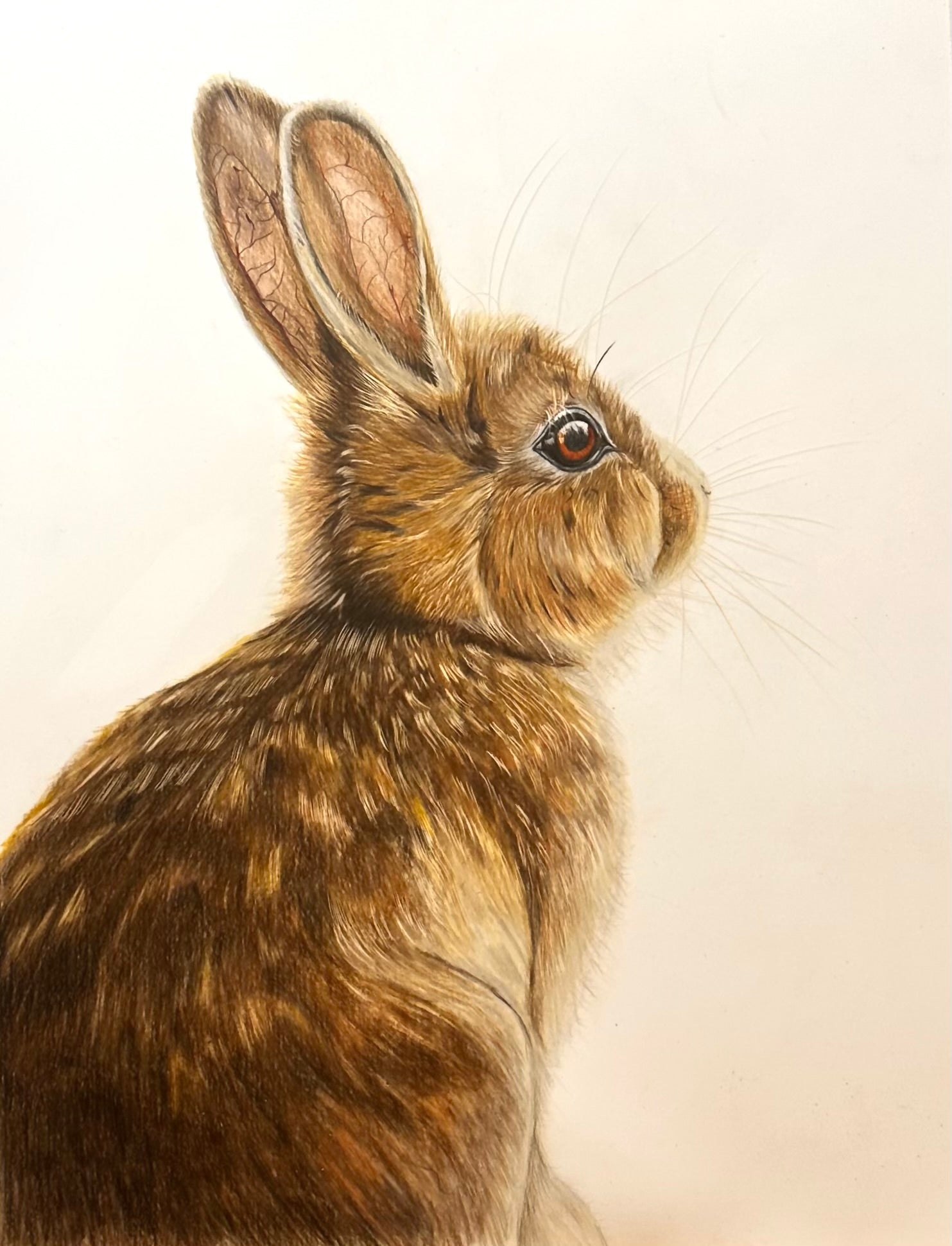 Fluffy Bunny