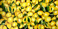 Lemon tree, perfect oil painting for cafe or restaurant decoration.