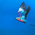 Lilac Breasted Roller in Flight