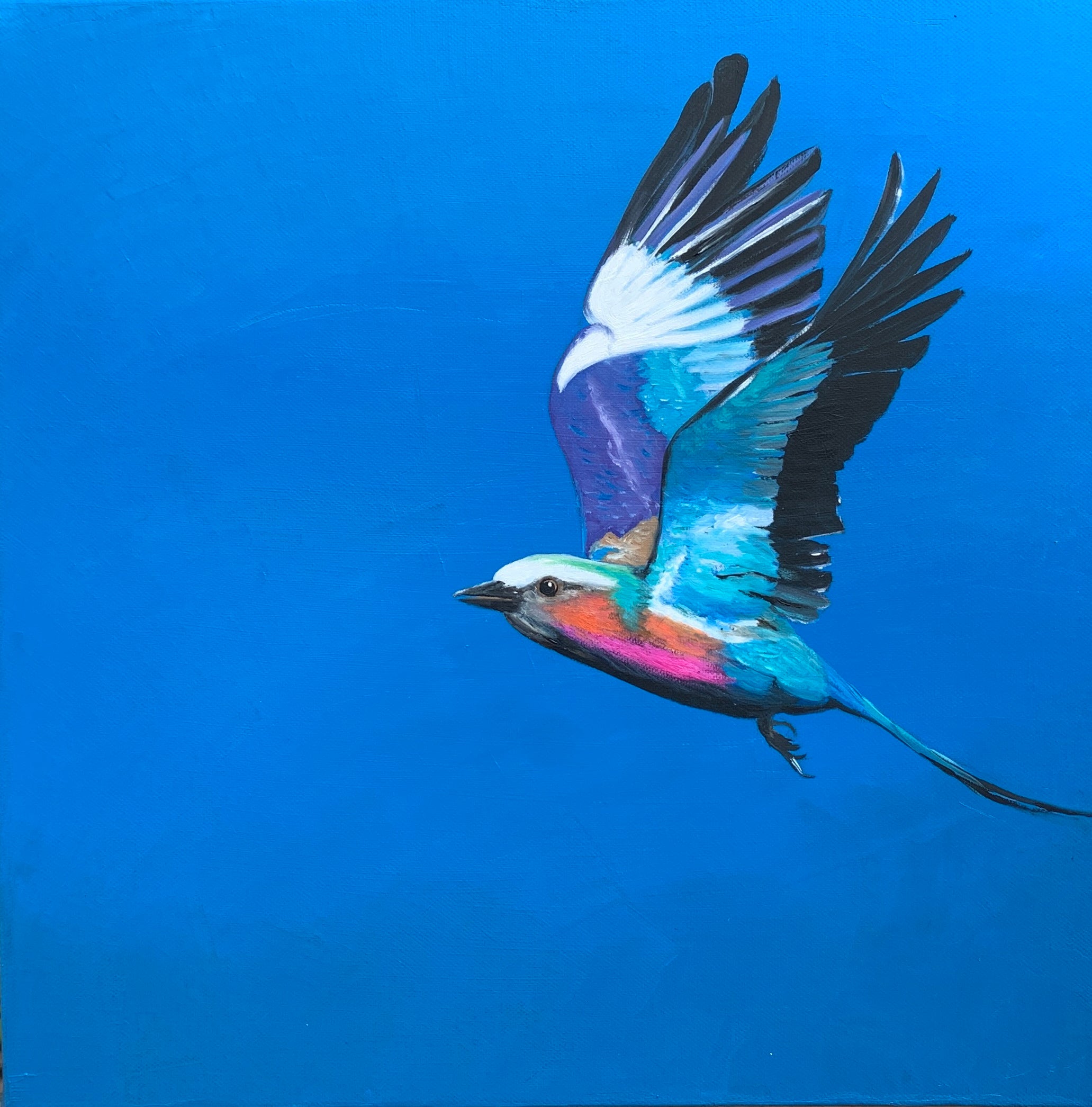 Lilac Breasted Roller in Flight