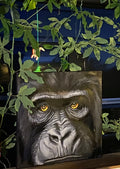 Gérald