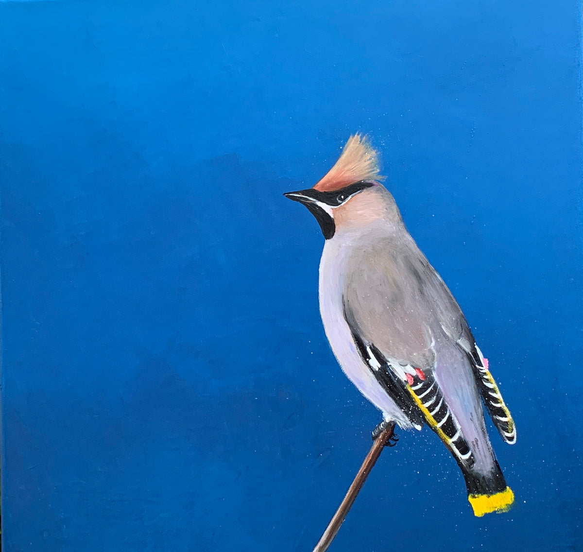 Bohemian waxwing