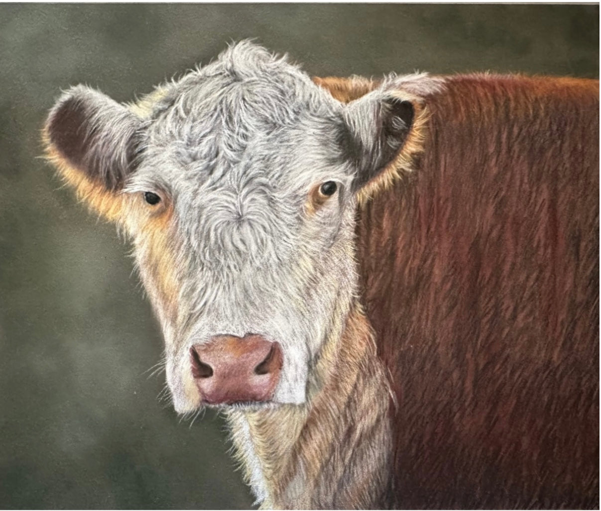 Hereford cow