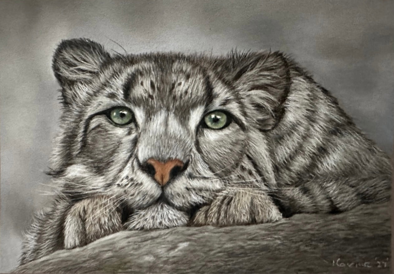 Snow leopard in pastels