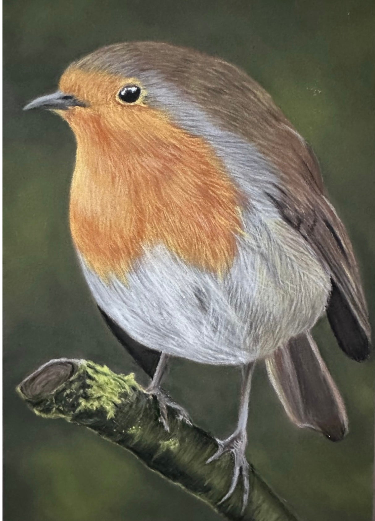 Robin redbreast