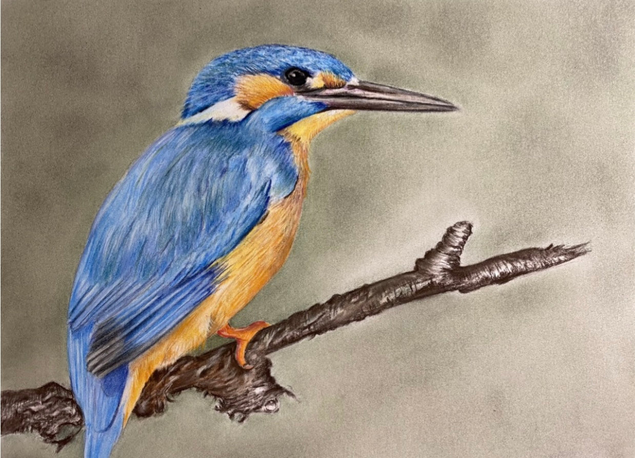 Kingfisher