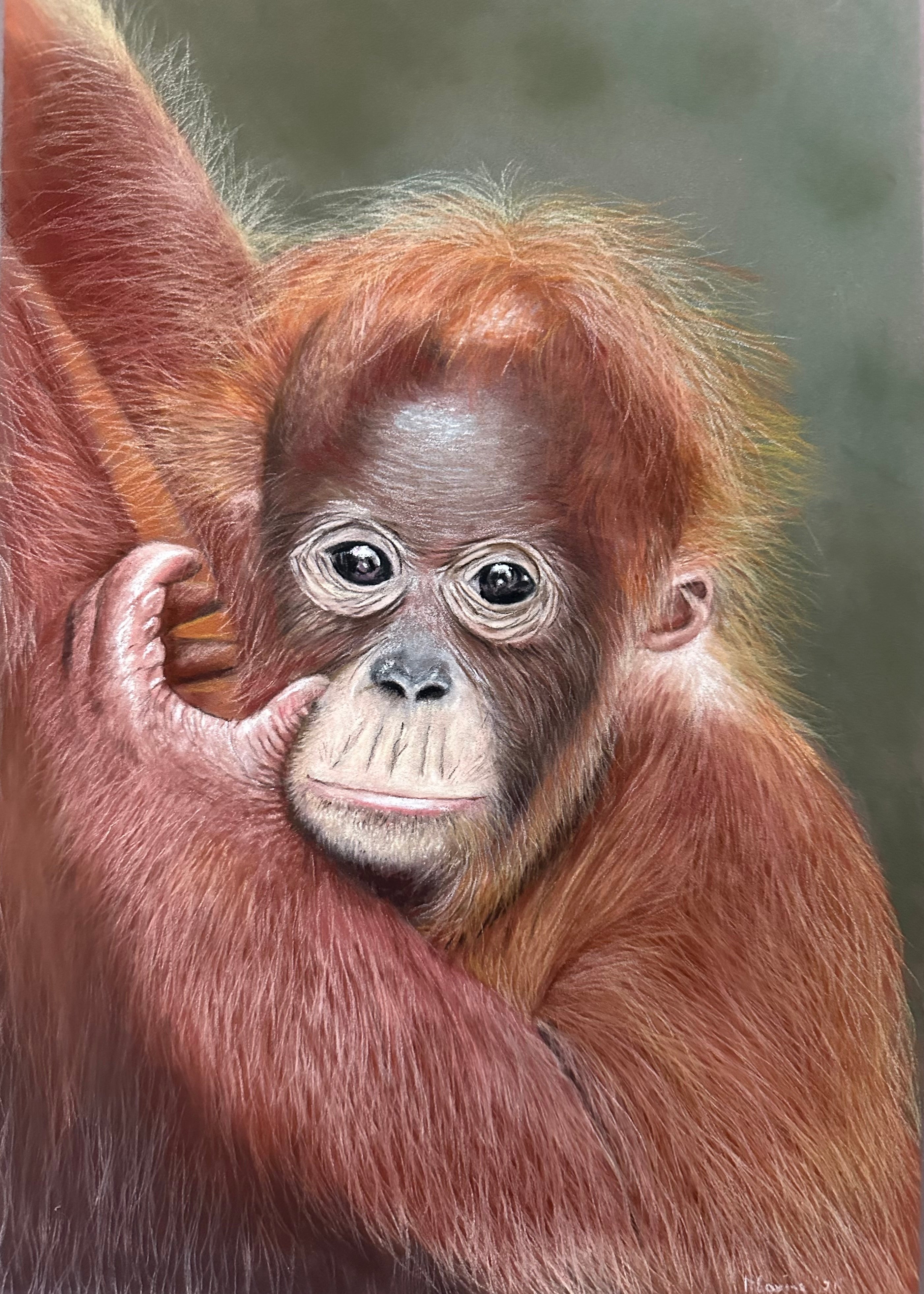 Baby orang u tang