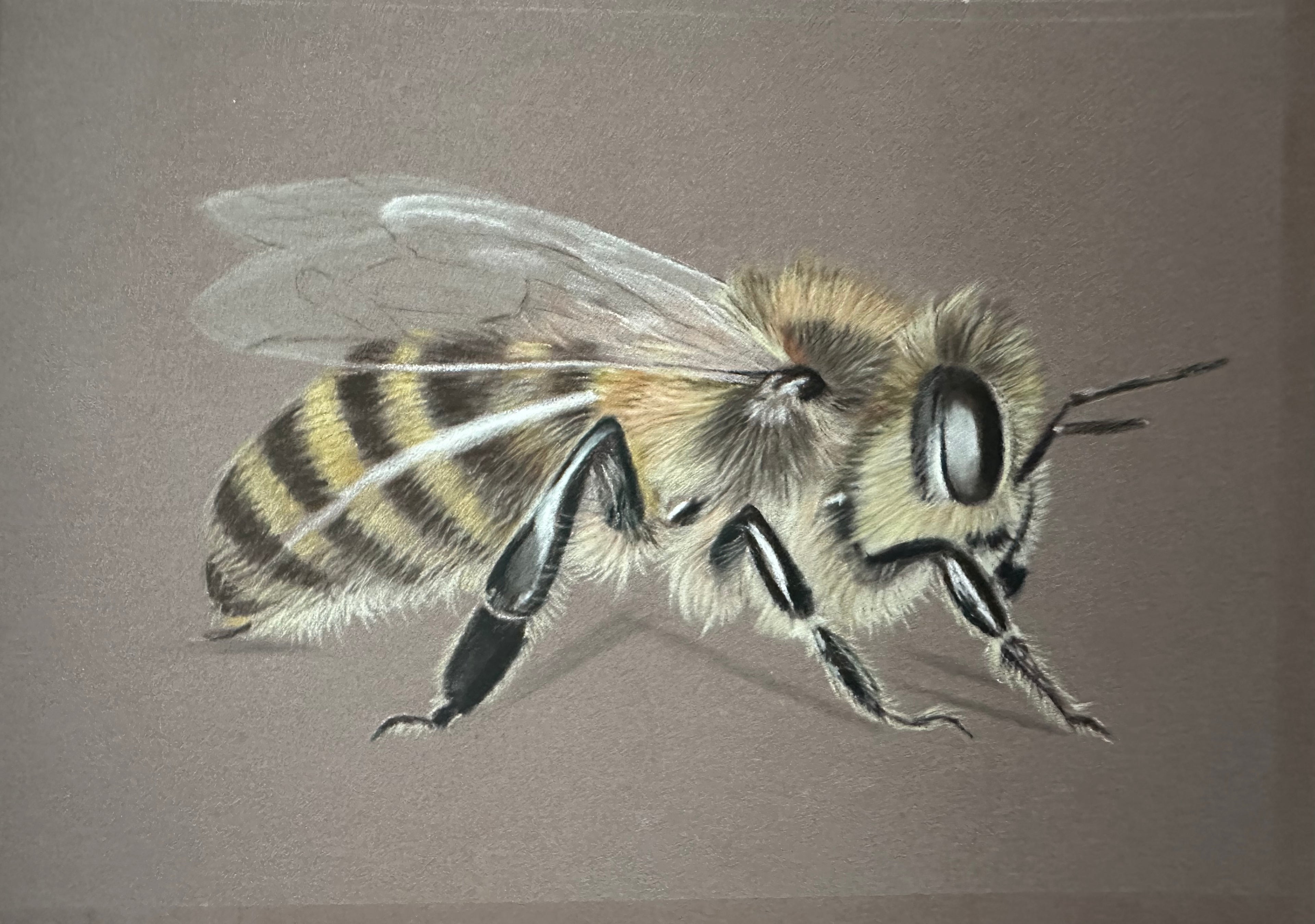 Bee