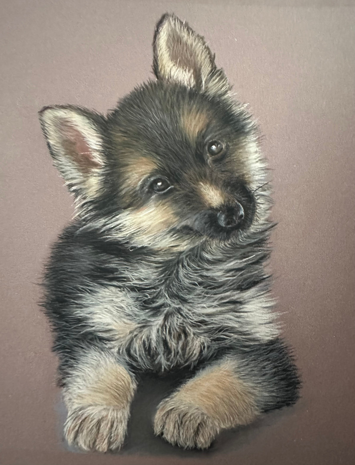 Alsatian puppy