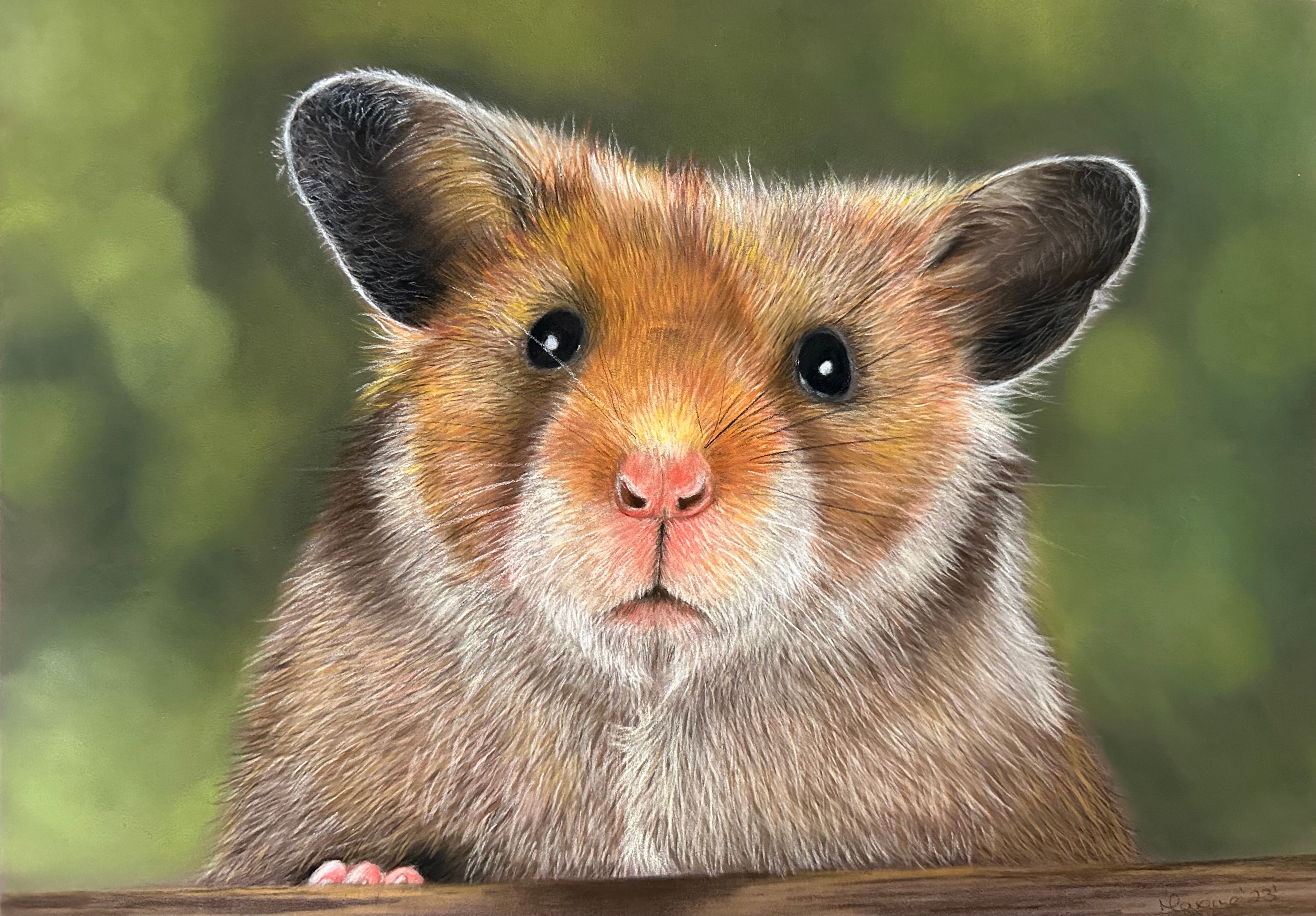 Guinea pig