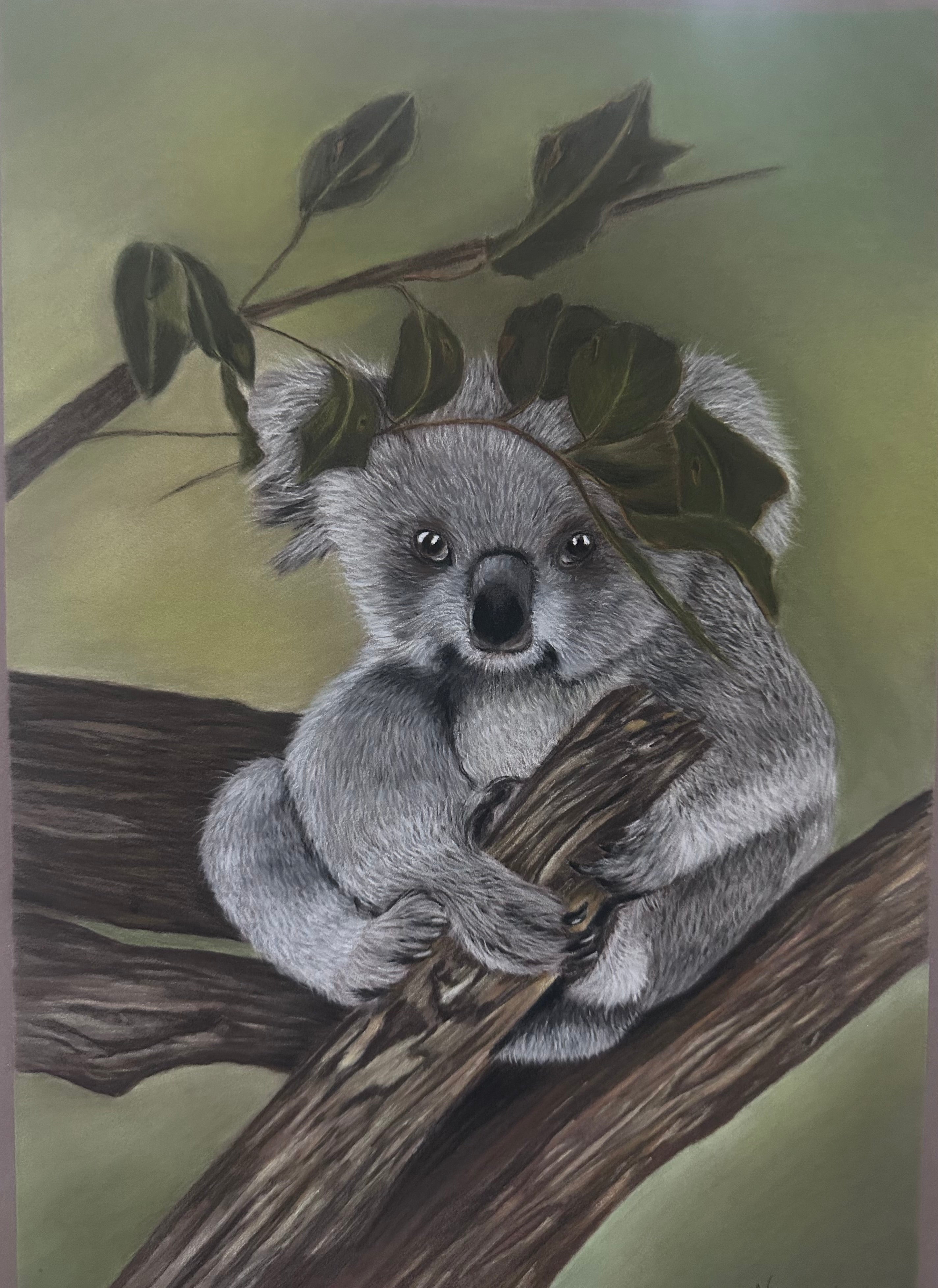 Koala