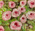 Roses in a garden.