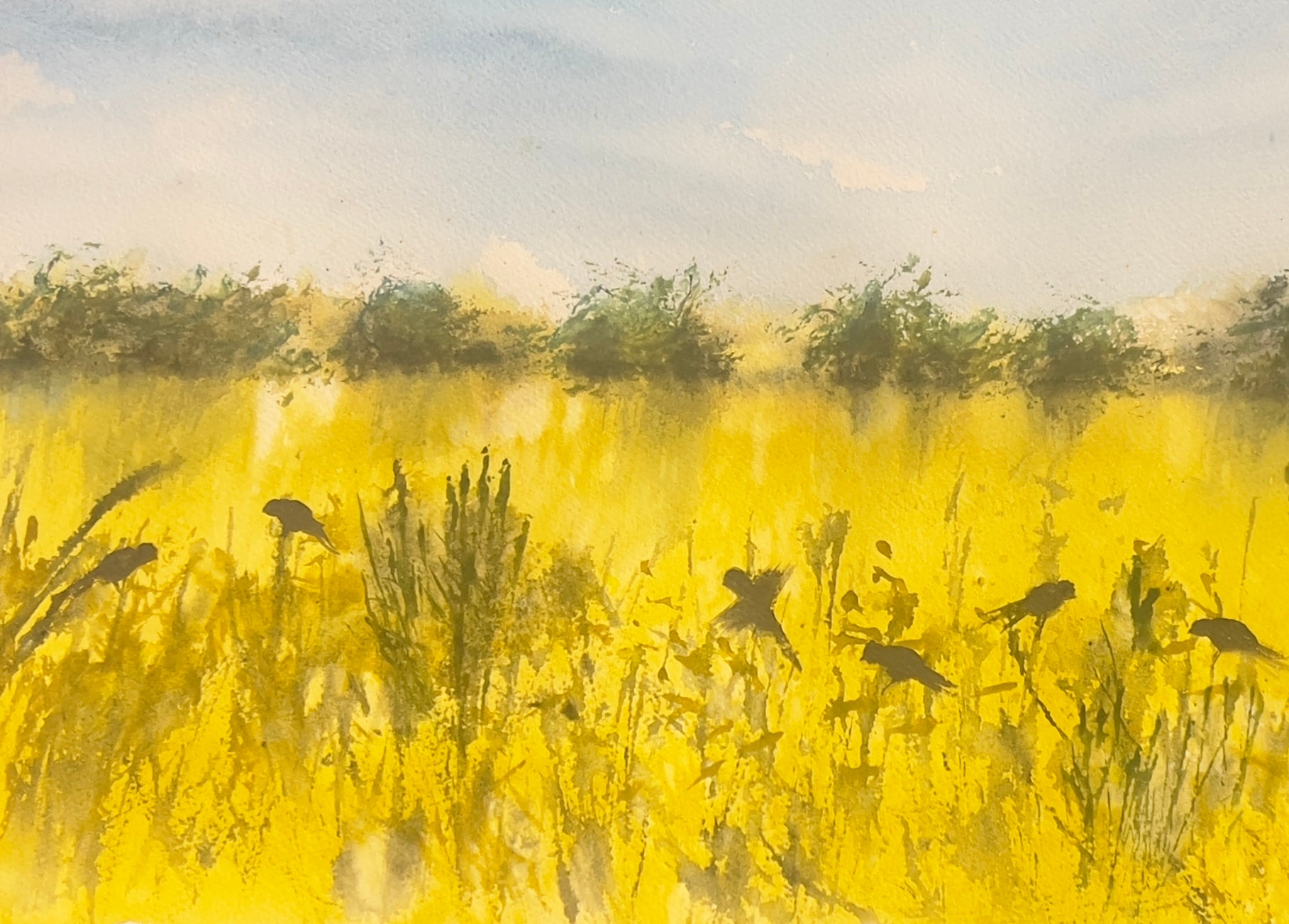 Sunlit Meadows