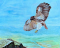 Hawk