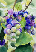 GRAPES GALORE