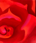 Rosey