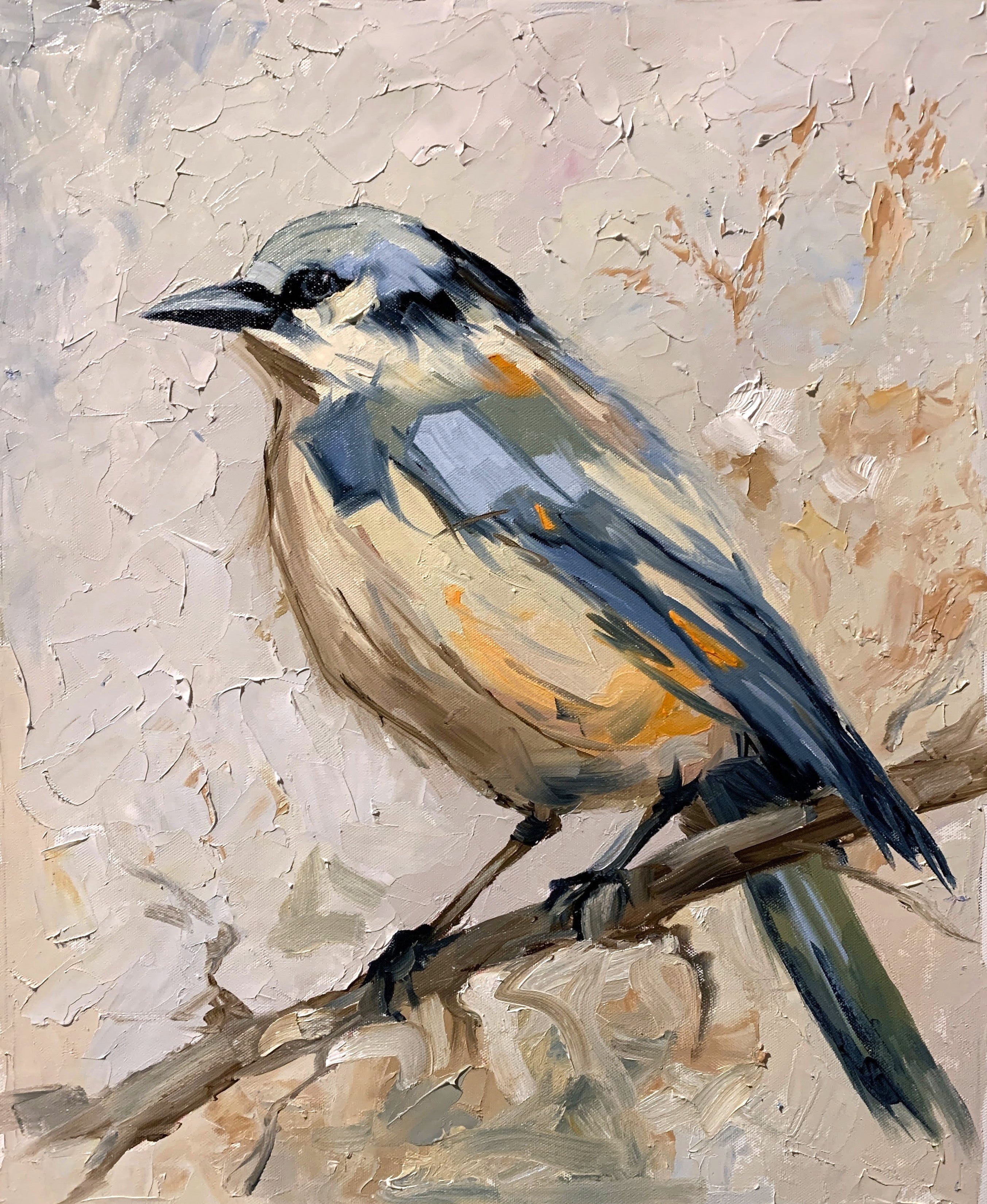 Quiet Observer. The Eurasian Nuthatch.