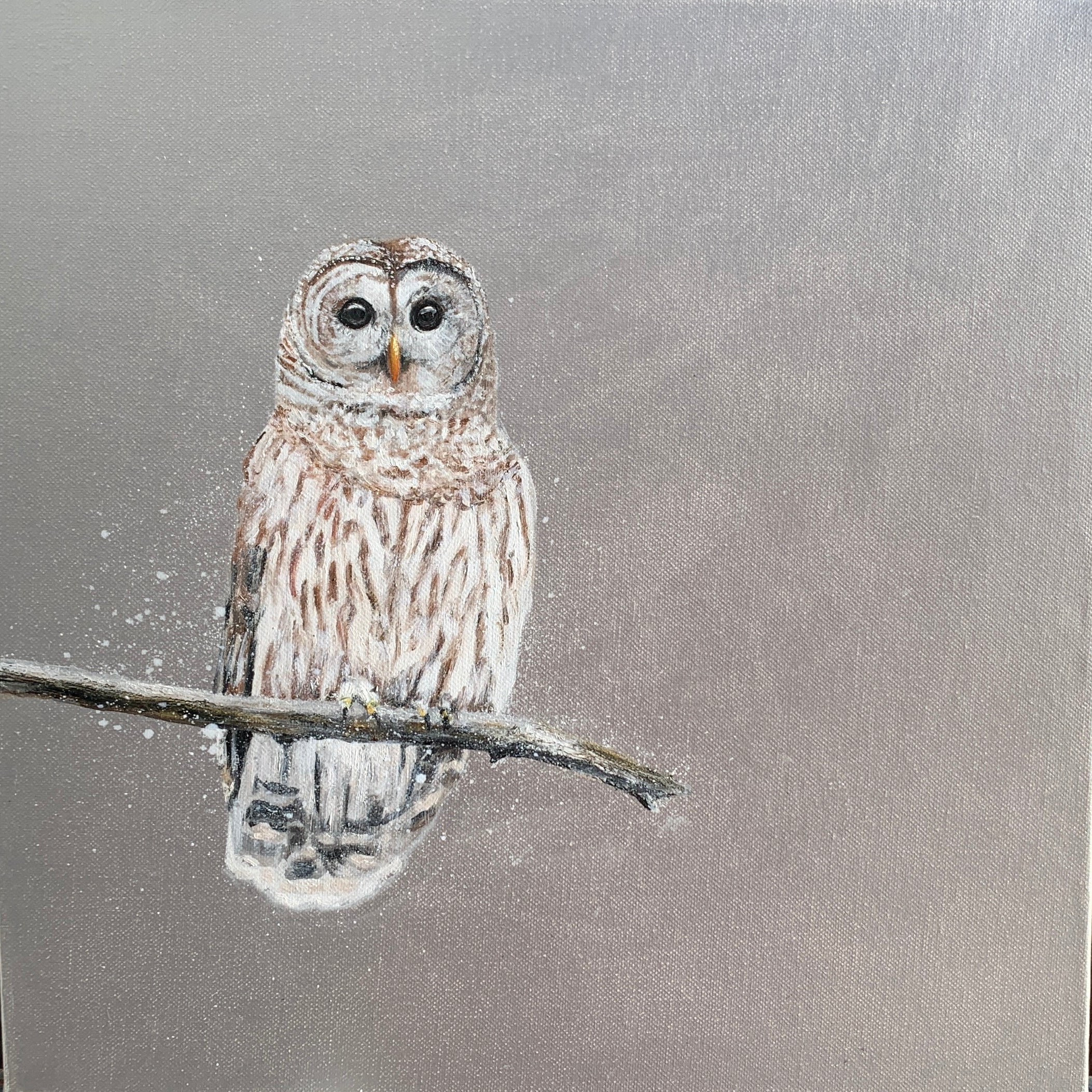 Tawny Owl