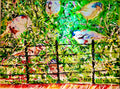 Dance of the Birds
