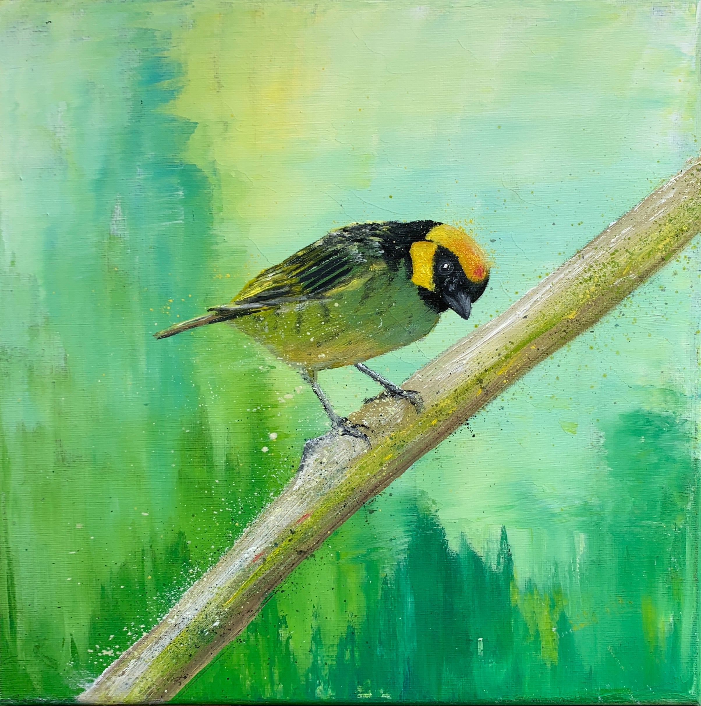 Saffron-crowned tanager
