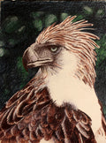 Philippine Eagle ballpoint pen drawing