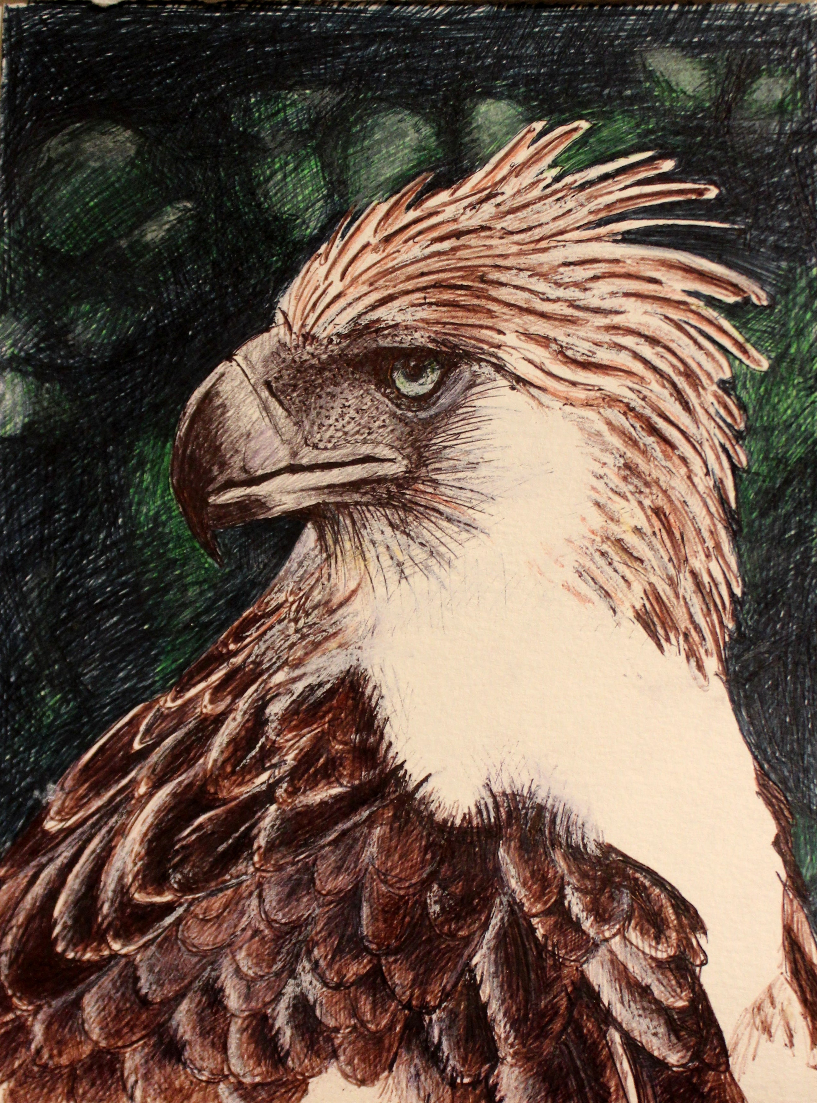 Philippine Eagle ballpoint pen drawing
