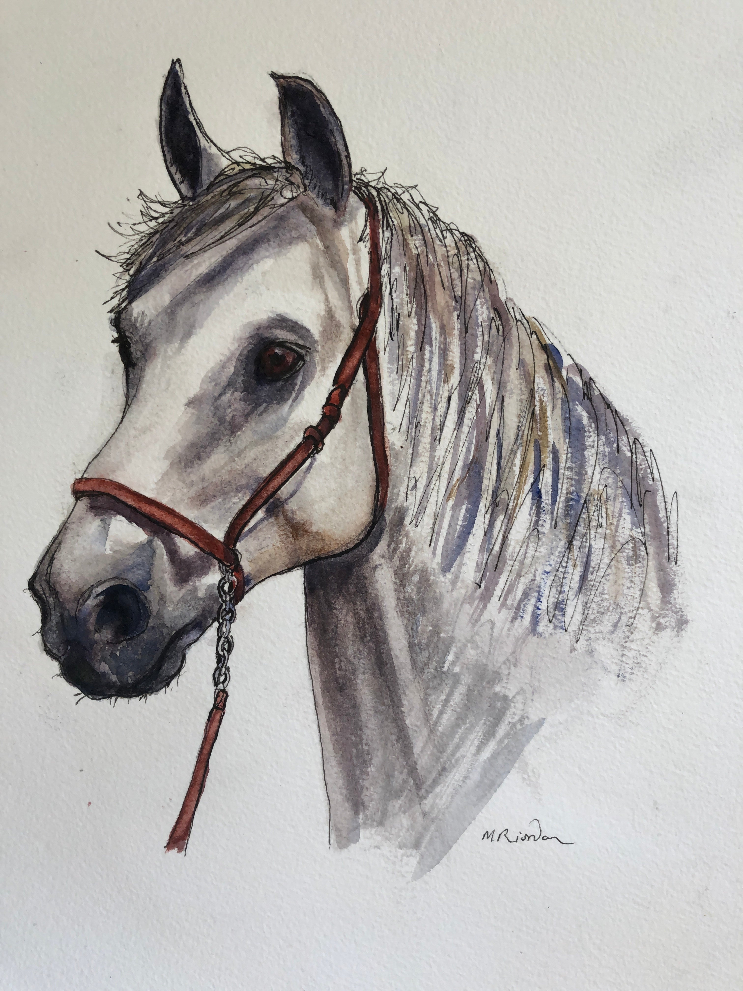 Horse Head