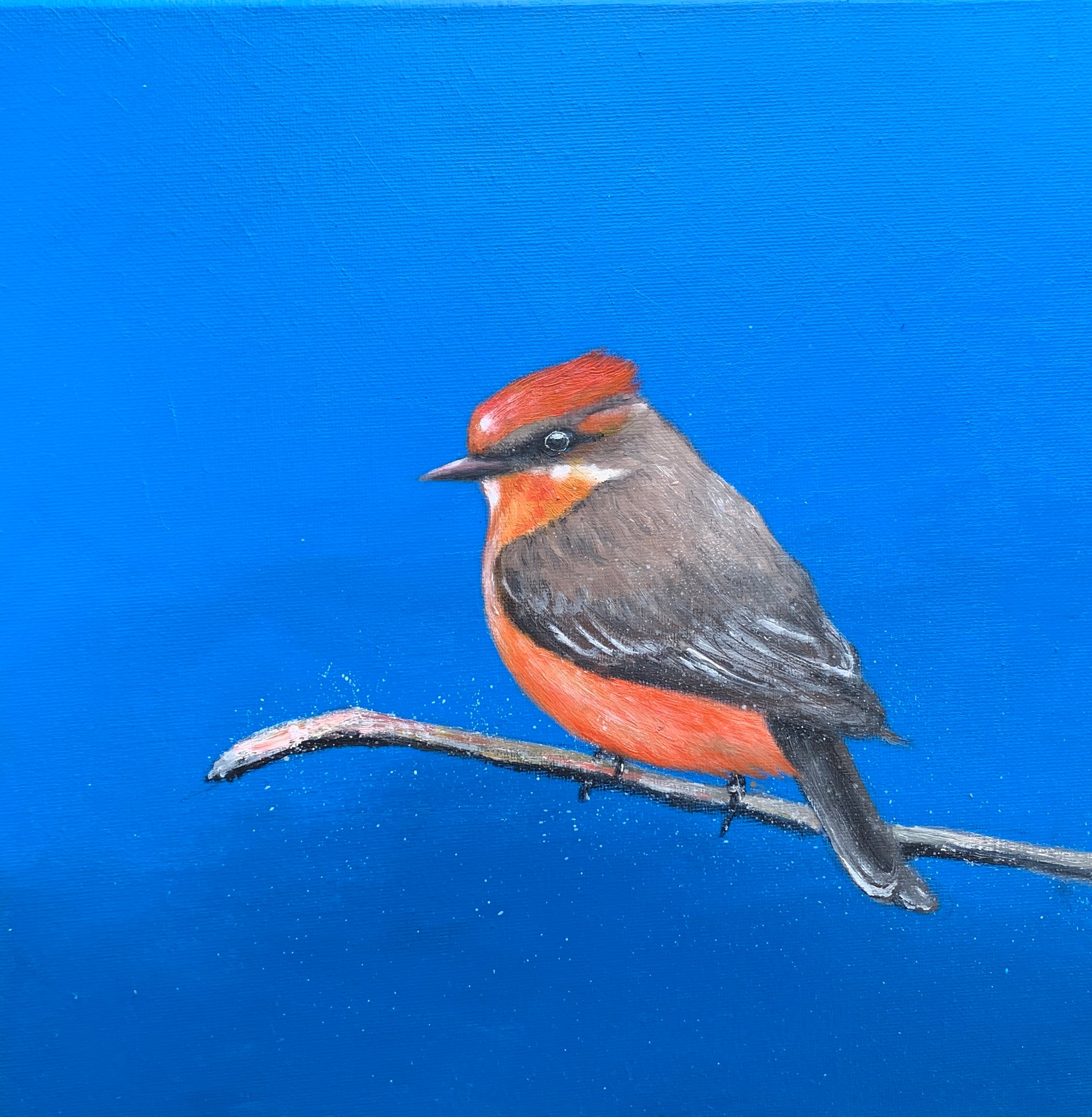 Vermilion Fly catcher