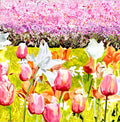 Peppered pink