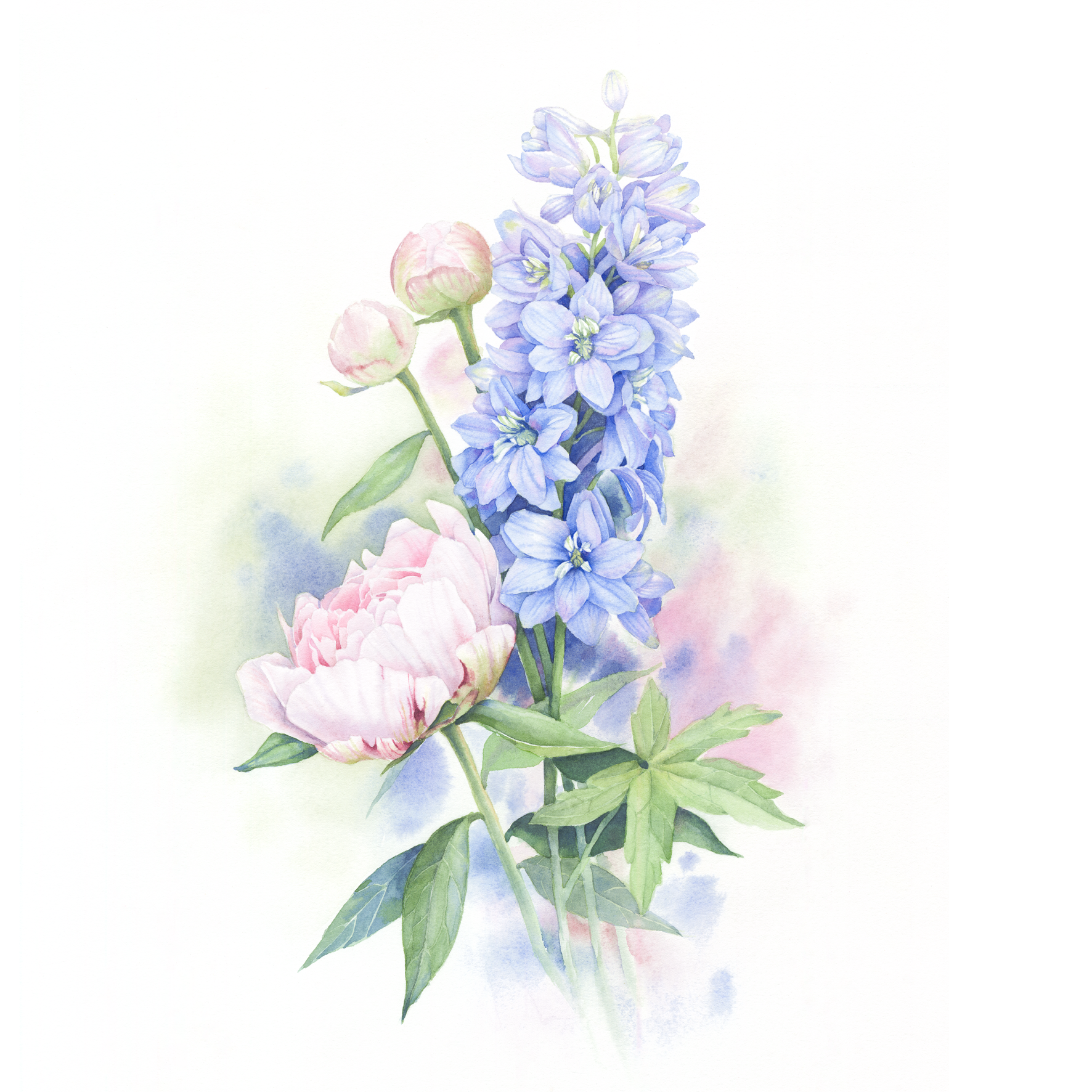 Delphinium