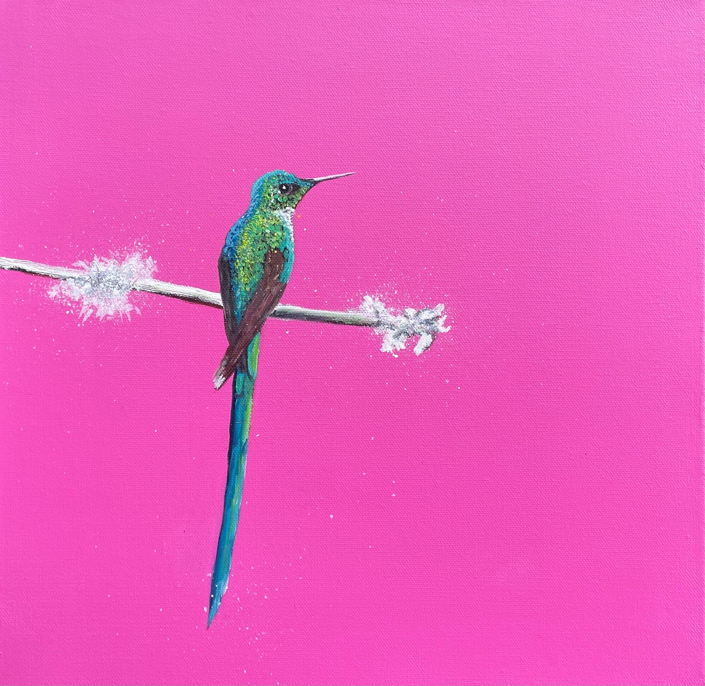 Long-tailed Sylph