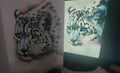 Snow leopard