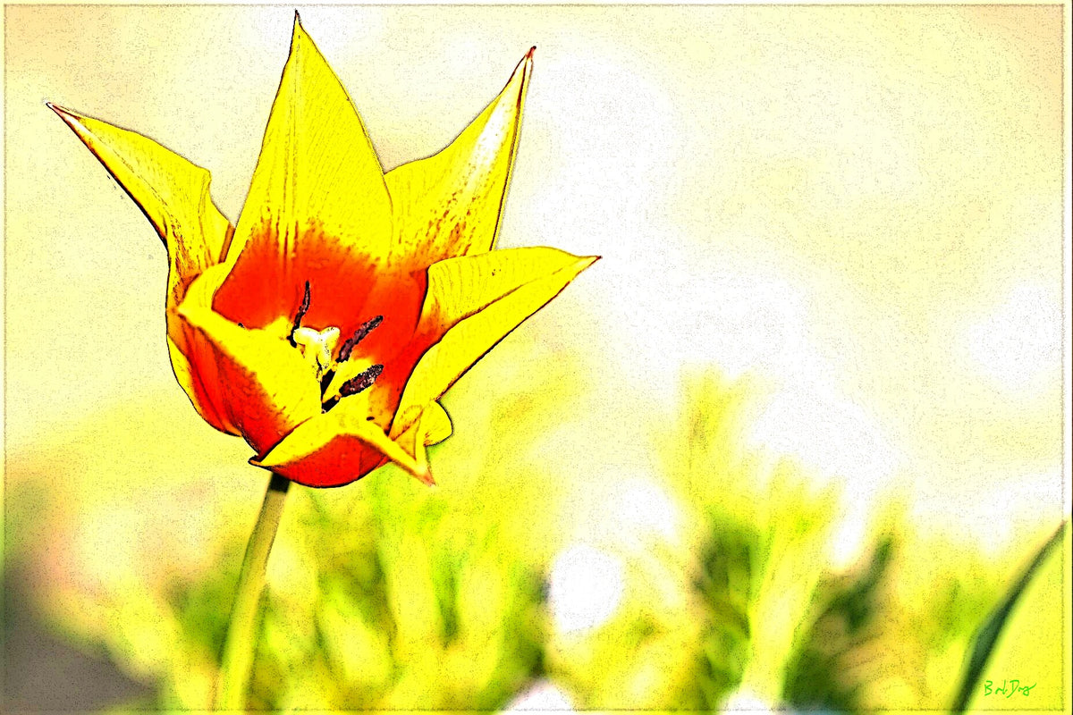 TULIP