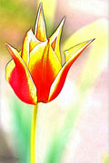Tulip 2