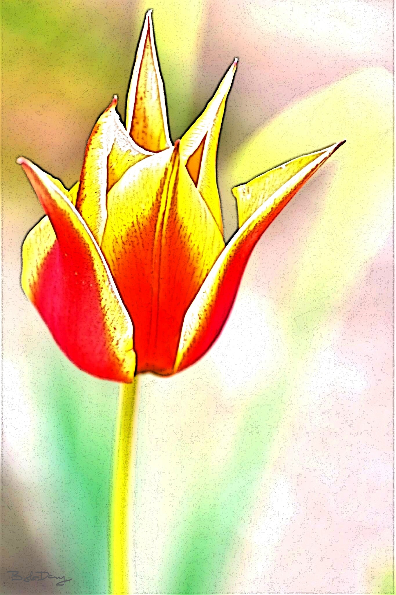Tulip 2