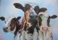 "Inquisitive Cows"