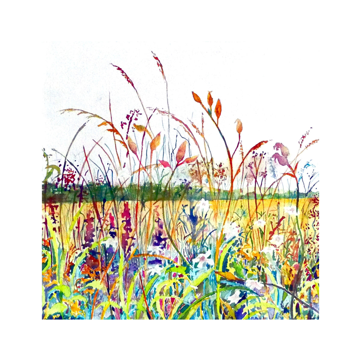 Fen Field Flowers