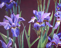 Purple irises