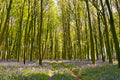 A Walk in the Beech Woods