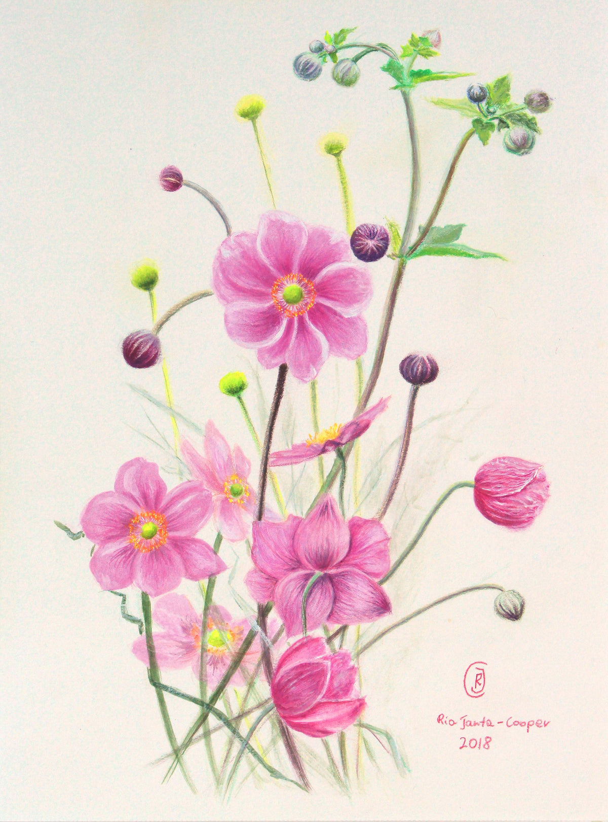 Botanical Illustration of Flowers, Japanese Anemone