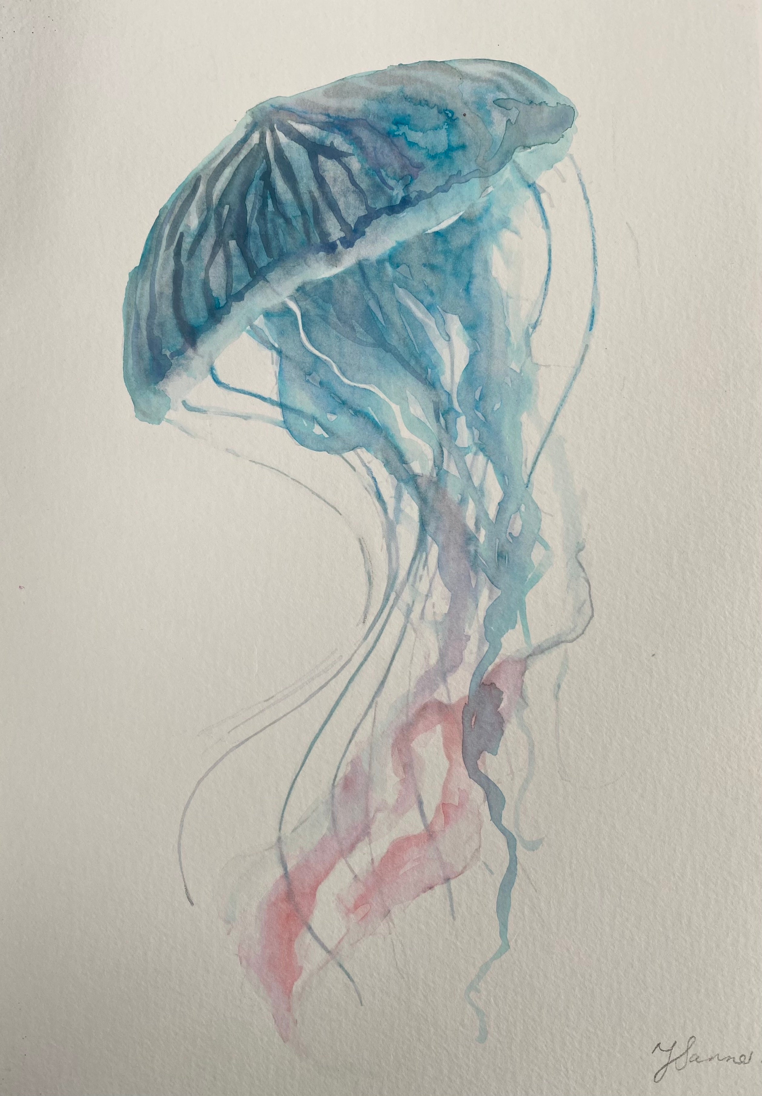 Jellyfish study