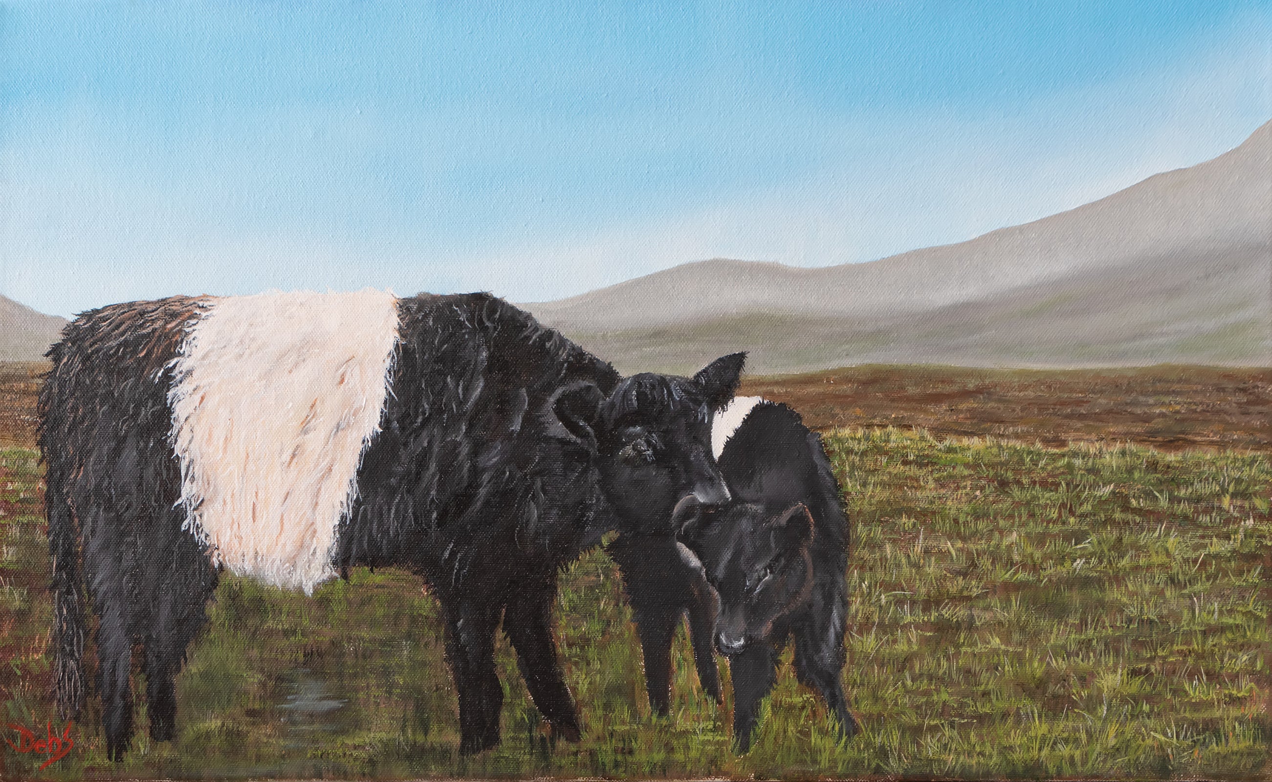 Belted galloways