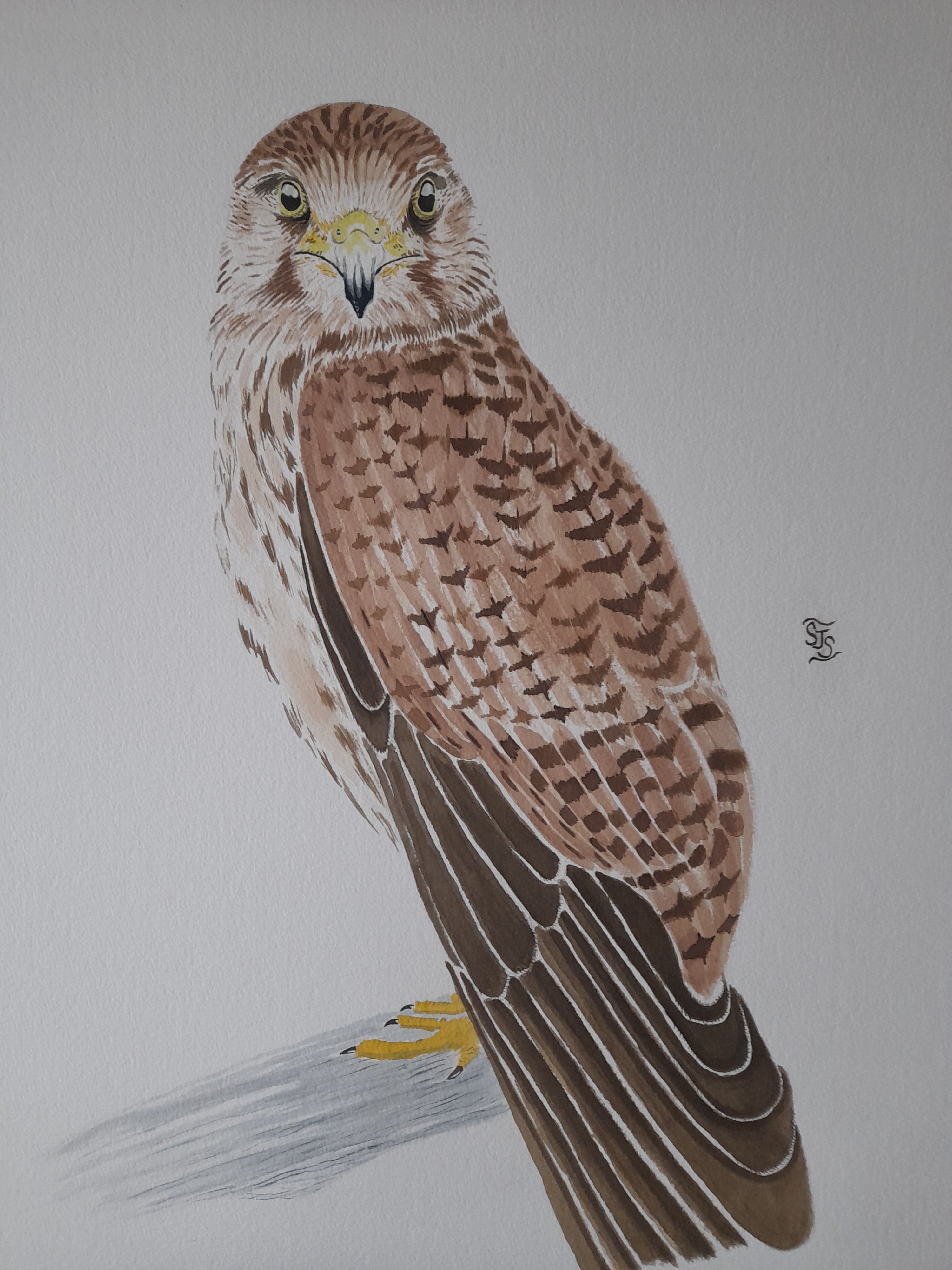 Kestrel